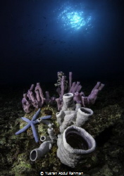 Colourful Tube sponges scenery in celebes sea and the blu... by Yusran Abdul Rahman 